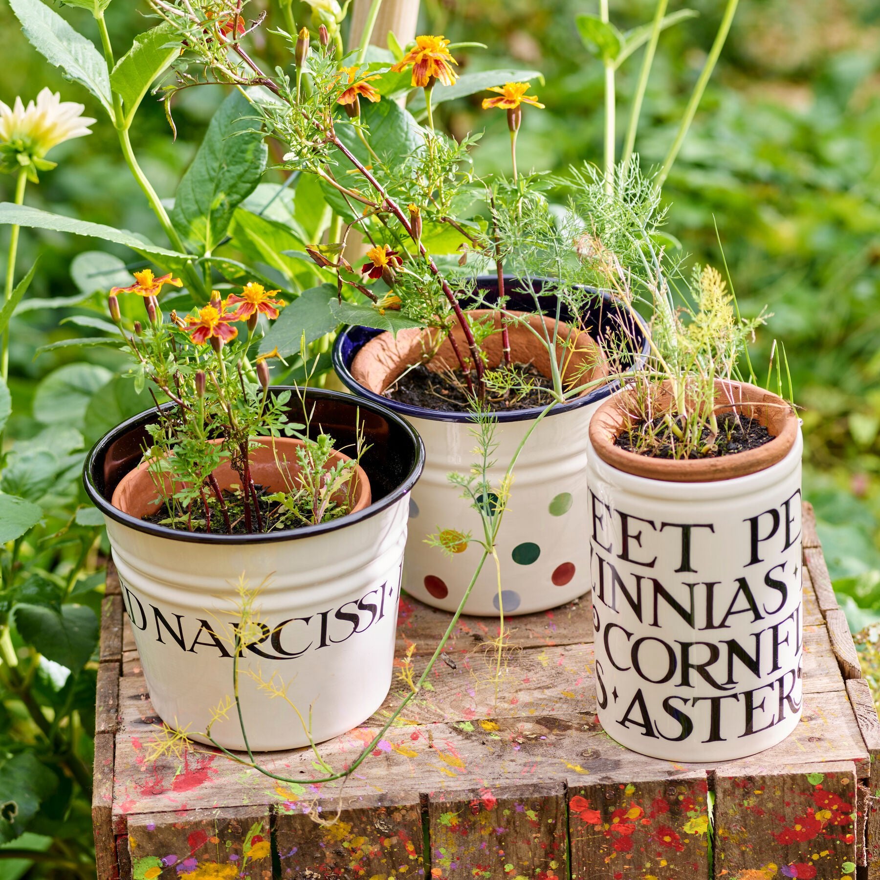 Polka Dot Enamel Plant Pot