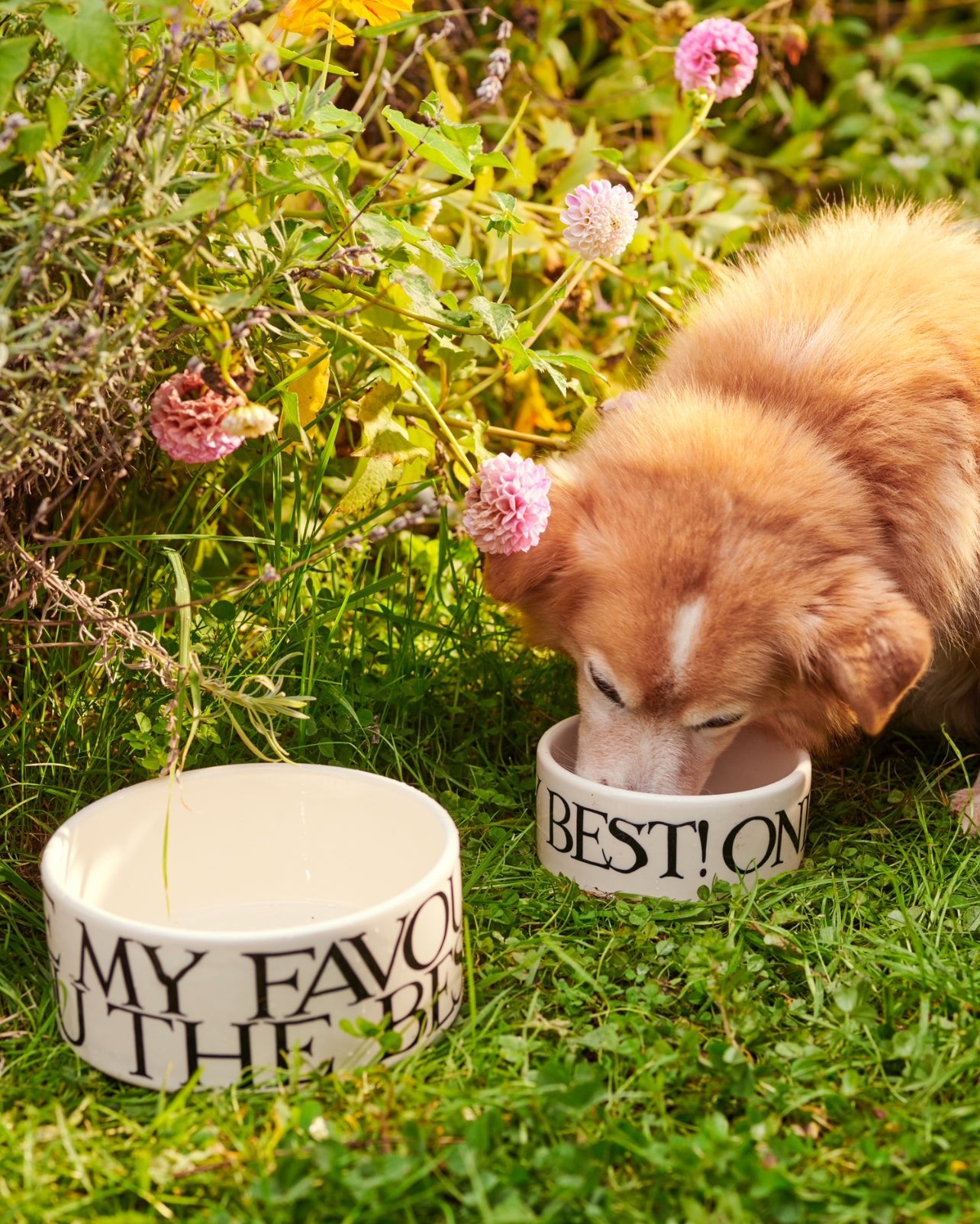 Black Toast Archive Small Pet Bowl