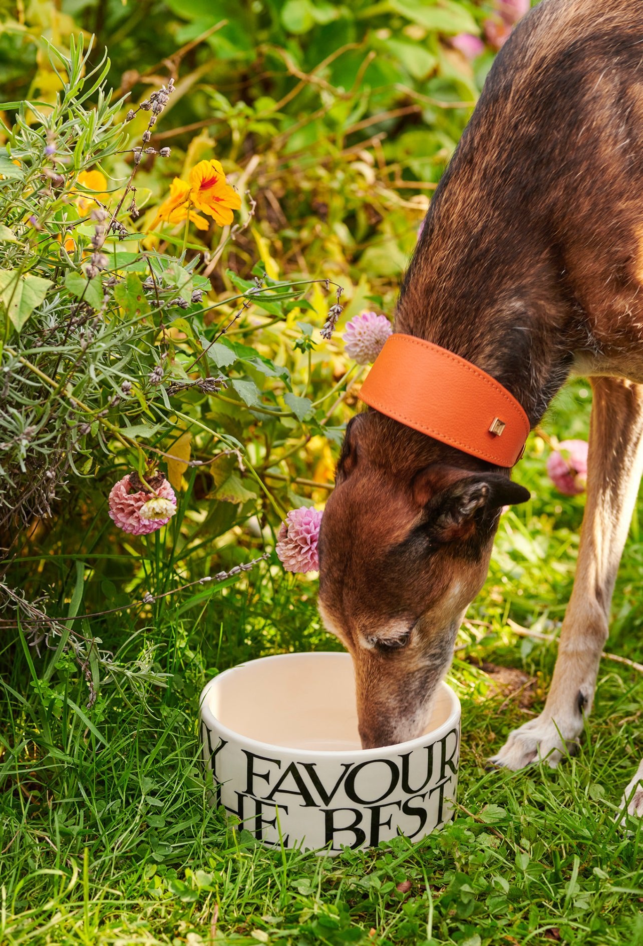 Seconds Black Toast Archive Large Pet Bowl